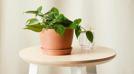 Bloomscape Philodendron Heartleaf növény cserzett cserépben egy állványon, egy pohár vízzel